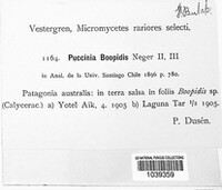 Puccinia boopidis image